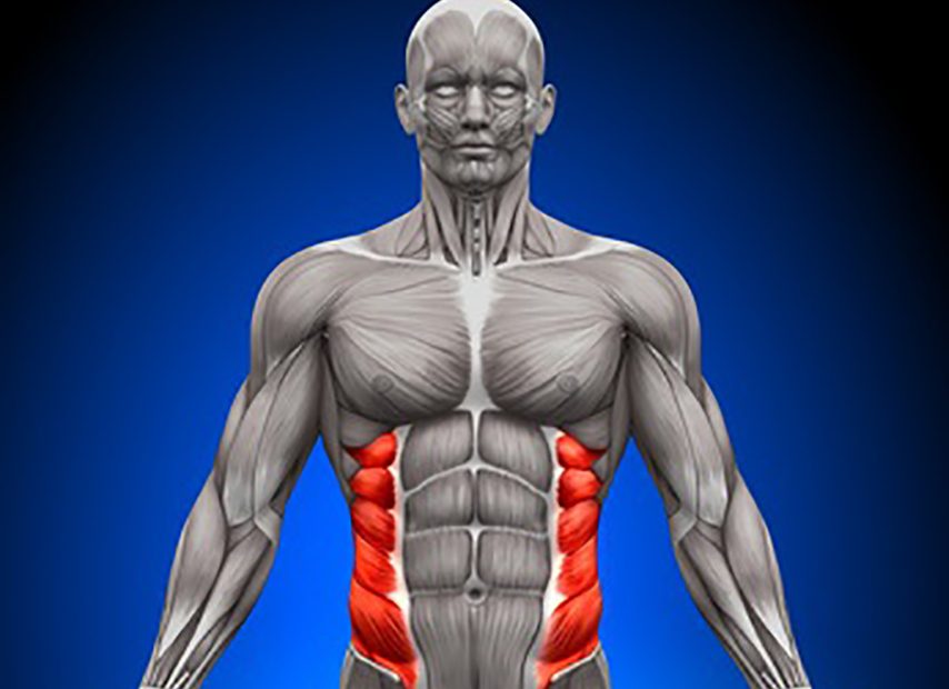 External Oblique - Usable abs